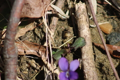 Viola hirsutula