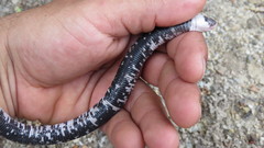 Amphisbaena fuliginosa