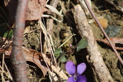 Viola hirsutula