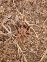Grammostola rosea
