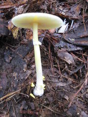 Gemmatae