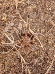 Grammostola rosea