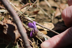 Viola hirsutula