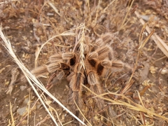 Grammostola rosea