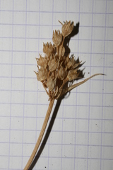 Allium trichocnemis