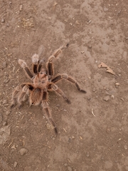 Grammostola rosea