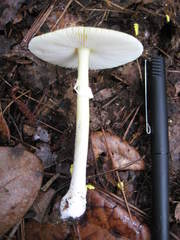 Gemmatae