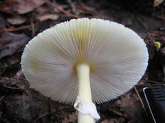 Gemmatae