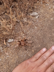 Grammostola rosea