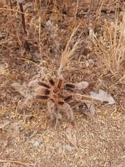 Grammostola rosea