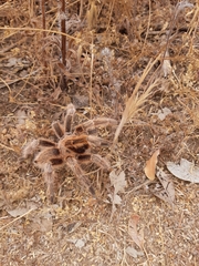 Grammostola rosea