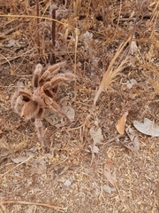 Grammostola rosea