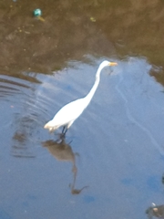 Ardea alba