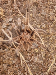 Grammostola rosea
