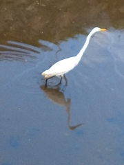 Ardea alba