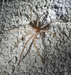 Heteropoda venatoria