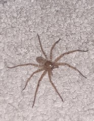 Heteropoda venatoria