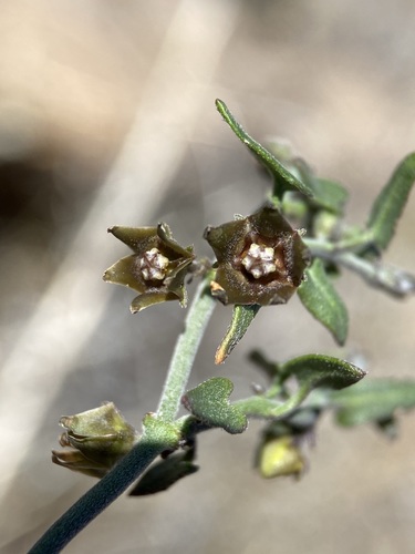 Matelea parvifolia