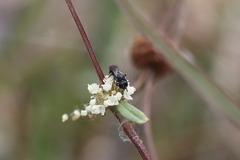 Hylaeus schwarzii