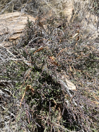 Image of Matelea parvifolia by (c) Matt Berger, some rights reserved (CC BY)