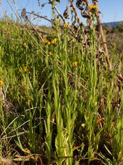 Amsinckia spectabilis