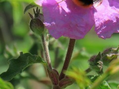 Cistus creticus creticus