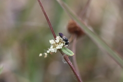 Hylaeus schwarzii