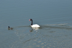 Cygnus melancoryphus
