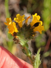 Amsinckia spectabilis
