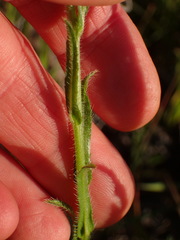 Amsinckia spectabilis