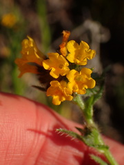 Amsinckia spectabilis