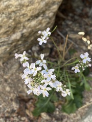 Dryopetalon runcinatum