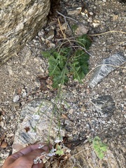 Dryopetalon runcinatum