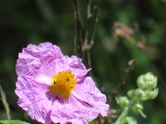 Cistus creticus creticus