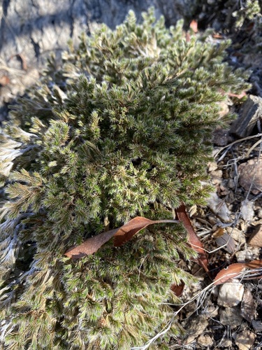 Rockloving spikemoss (Selaginella rupincola)