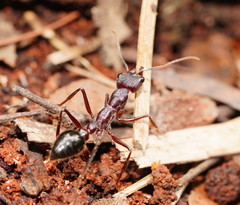 Myrmecia forficata