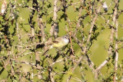 Serpophaga griseicapilla