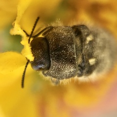 Acmaeodera vernalis
