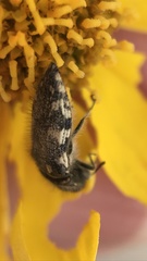 Acmaeodera vernalis