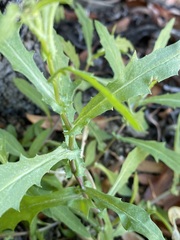 Senecio lemmonii