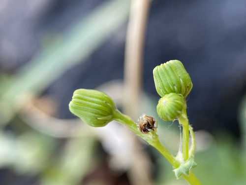 Image of Senecio lemmonii by (c) Matt Berger, some rights reserved (CC BY)