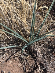 Androstephium breviflorum