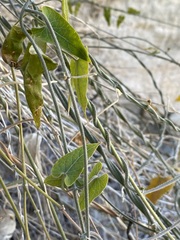 Gonolobus arizonicus