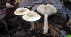 Lactarius cinereus