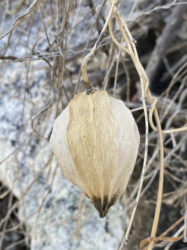 Image of Gonolobus arizonicus by (c) Matt Berger, some rights reserved (CC BY)