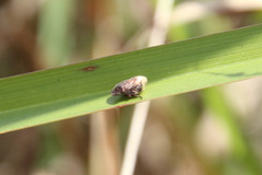 Lepyronia angulifera