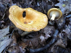 Lactarius croceus