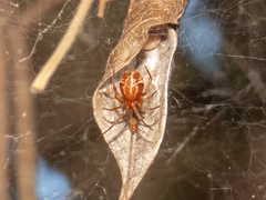 Nihonhimea tesselata