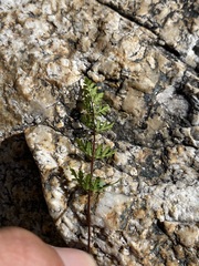 Myriopteris wrightii