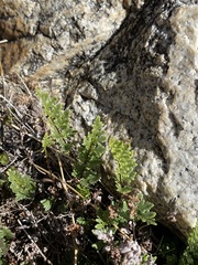 Myriopteris wrightii